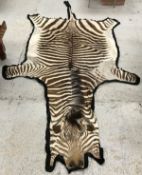 A Plains Zebra skin rug on black felt backing