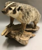 A taxidermy stuffed and mounted full mount American Badger on log mount