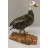 A taxidermy stuffed and mounted Lesser Snow Goose on log mount,
