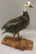A taxidermy stuffed and mounted Lesser Snow Goose on log mount,