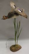 A taxidermy stuffed and mounted Teal in flying pose over reeds by Sheals of Belfast