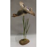 A taxidermy stuffed and mounted Teal in flying pose over reeds by Sheals of Belfast