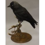A taxidermy stuffed and mounted Jackdaw on a stump mount and oval oak base