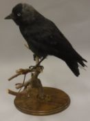 A taxidermy stuffed and mounted Jackdaw on a stump mount and oval oak base