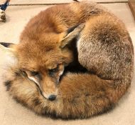 A taxidermy stuffed and mounted Fox in curled sleeping position