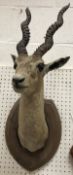 A taxidermy stuffed and mounted Black Buck head with horns on an oak shield shaped mount by