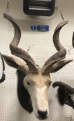 A taxidermy stuffed and mounted Greater Kudu head and horns,