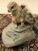 A taxidermy stuffed and mounted South African Ground Squirrel on "rock" mount