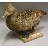 A taxidermy stuffed and mounted Common Eider Duck on plain oak base