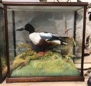 A taxidermy stuffed and mounted Shoveler Duck in naturalistic setting and three-sided glazed