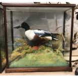 A taxidermy stuffed and mounted Shoveler Duck in naturalistic setting and three-sided glazed