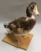 A taxidermy stuffed and mounted Hybrid "Farmyard" Duck