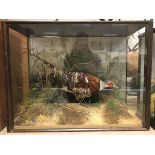 A taxidermy stuffed and mounted Pheasant in naturalistic setting and three-sided glazed display