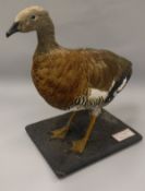 A taxidermy stuffed and mounted Ashey-Headed Goose on textured wooden base,