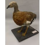 A taxidermy stuffed and mounted Ashey-Headed Goose on textured wooden base,