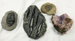 A collection of various fossils and geodes to include a Hollrrdrops trilobite on original matrix,