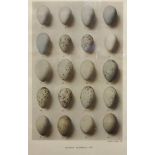 A set of six chromolithographs of bird egg specimens published by Andre & Sleigh Ltd