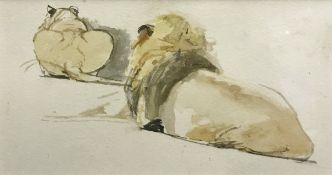 ENGLISH SCHOOL "Male and Female Lion, a Study from Behind" watercolour over pencil unsigned,