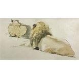 ENGLISH SCHOOL "Male and Female Lion, a Study from Behind" watercolour over pencil unsigned,