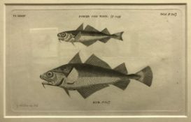A set of ten framed and glazed prints depicting various fish