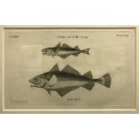 A set of ten framed and glazed prints depicting various fish