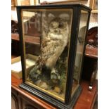 A taxidermy stuffed and mounted Long-Eared Owl in naturalistic setting on stump mount,