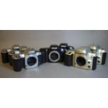 Two Nikon F50 camera bodies, silver, two other black bodies and three F65 camera bodies,