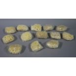 Thirteen small natural sponges in cellophane