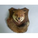 Taxidermy: fox mask and brush mounted on a shield shaped oak plaque (ref 555)