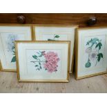 F W Smith by and after - set of four botanical coloured engravings,