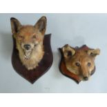 Taxidermy: Two foxes masks,