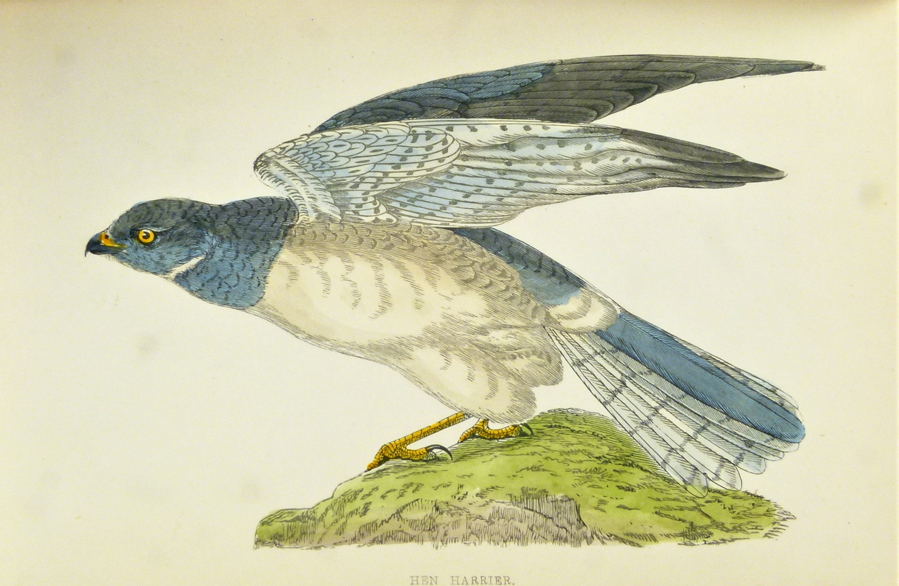 Morris (Francis Orpen, Rev.), A HISTORY OF BRITISH BIRDS, Cabinet Ed., 8 vol. - Image 4 of 4