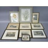 Various colour engravings and a botanical watercolour