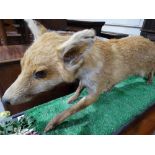 A Taxidermy Study Of A Fox