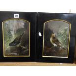 A Pair Of Victorian Oil Studies Of Birds