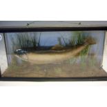 Taxidermy - Cased Fish - Rainbow Trout mounted and cased with weed bed setting, measures
