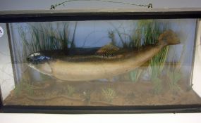 Taxidermy - Cased Fish - Rainbow Trout mounted and cased with weed bed setting, measures