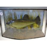 Taxidermy - Cased Fish - Tench in Perspex bow fronted case within natural reed bed setting, measures