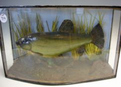 Taxidermy - Cased Fish - Tench in Perspex bow fronted case within natural reed bed setting, measures