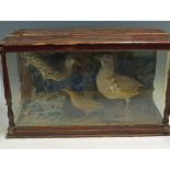 Taxidermy - Corncrake, Gull and Curlew within wood and glass cabinet, measures 80x34x47cm