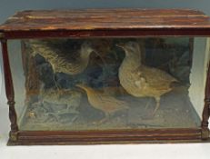 Taxidermy - Corncrake, Gull and Curlew within wood and glass cabinet, measures 80x34x47cm