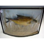 Taxidermy - Cased Fish Preserved Bream in Perspex bow fronted case within a natural reeded backdrop,