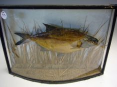 Taxidermy - Cased Fish Preserved Bream in Perspex bow fronted case within a natural reeded backdrop,