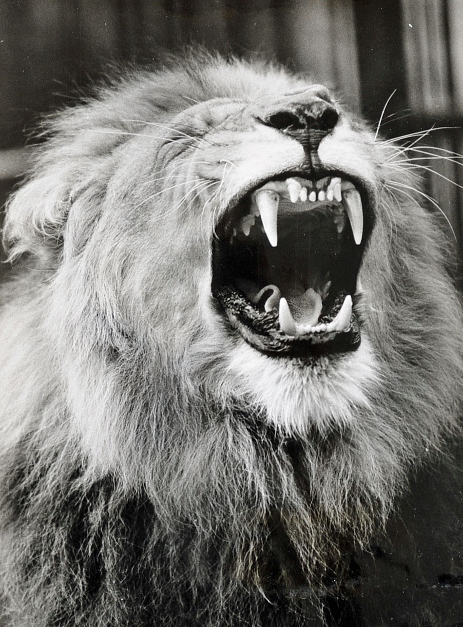 India - The Gaping Jaws of Singh The Lion 1968 photograph a beautiful striking picture of the gaping