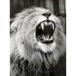 India - The Gaping Jaws of Singh The Lion 1968 photograph a beautiful striking picture of the gaping