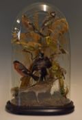 Taxidermy - Selection of Songbirds including Chaffinch, Great tit, Green Finch, Yellow Hammer,