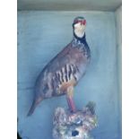 Taxidermy - Red Legged Partridge encased within wooden and glass cabinet, measures 39x32x17cm
