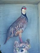 Taxidermy - Red Legged Partridge encased within wooden and glass cabinet, measures 39x32x17cm
