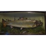 Williams Dublin Cased Salmon: internal plaque inscribed "Caught in Lough Conn May 26th. 1909, weight