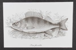 Fishing Prints - set of 6x prints of Coarse and Game fish - all mounted and ready for framing -